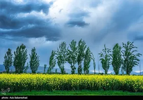 ایران زیباست | کشت کلزا در شهرستان سلسله - لرستان