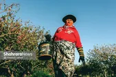 برای پسته دهان‌بسته