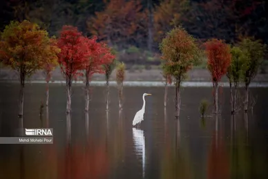 ایران زیباست | فصل هزار رنگ پاییز