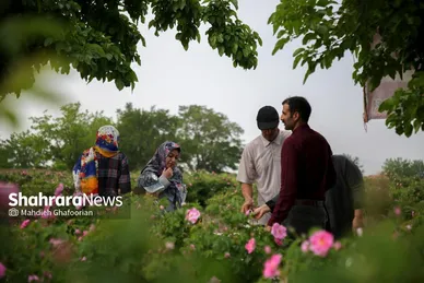 برداشت گل محمدی در روستای فرخد در نزدیکی مشهد