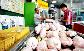 اصلاح قیمت مرغ در&zwnj;راستای پایداری تولید گوشت مرغ است
