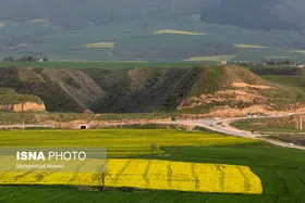 ایرانِ زیبا | &laquo;کلزای&raquo; بهاری در گلستان