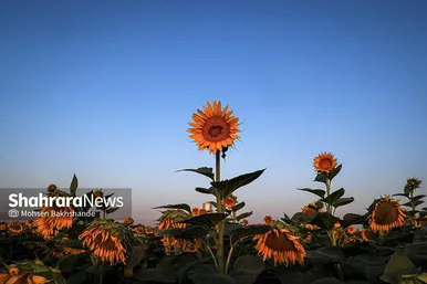 مزرعه آفتابگردان در حوالی برج رادکان