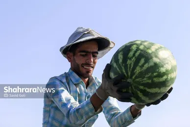 برداشت هندوانه در روستای گلسرا