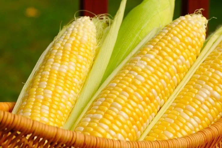 از خواص شگفت انگیز ذرت چه می‌دانید؟