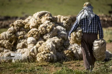 عکس‌های پشم‌چینی گوسفندان عشایر
