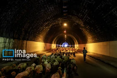 گزارش تصویری | «جاده چالوس» گذرگاه بهاری عشایر
