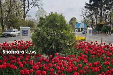 گل‌ آرایی بهاری در بهشت رضا(ع)