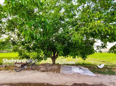 مزارع شالیکاری کلات نادری