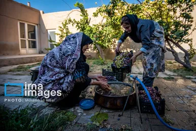 گزارش تصویری | رویان؛ شهر انگور