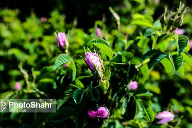 برداشت گل محمدی در روستای فرخد