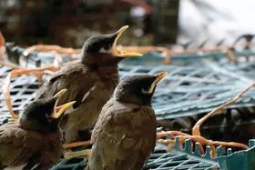 قهر طبیعت جان صیاد &laquo;مینا&raquo; را گرفت