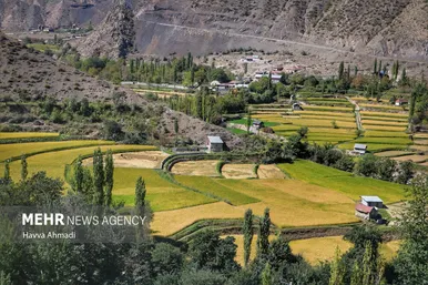 گزارش تصویری | برداشت سنتی برنج در سوادکوه