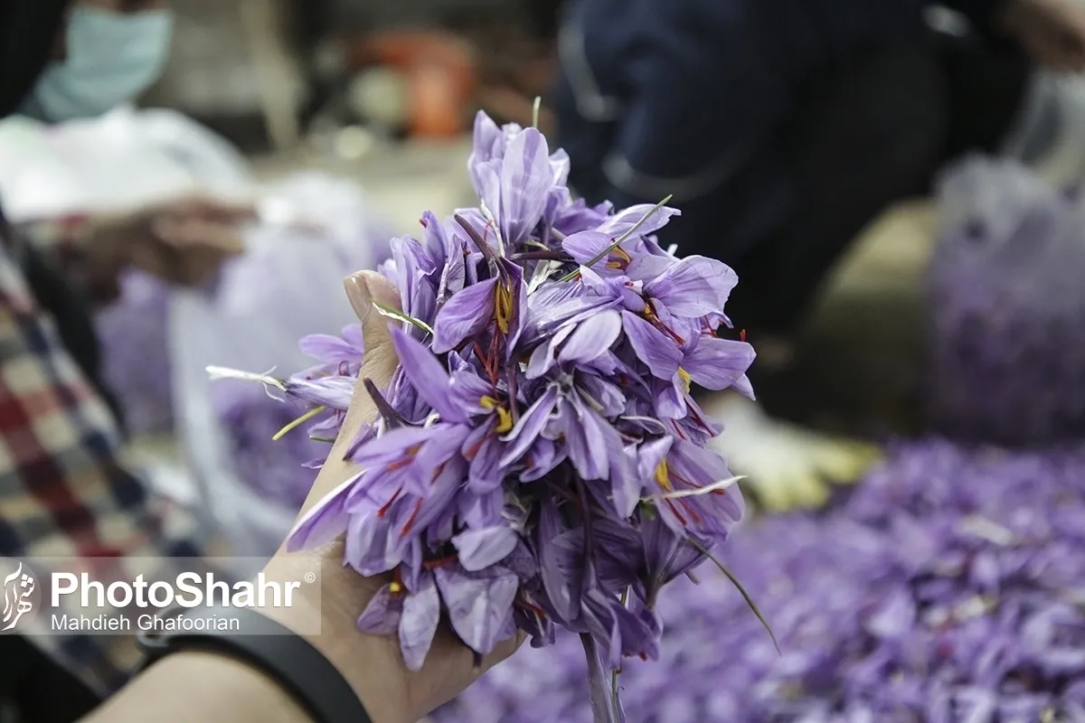 ثبت مالکیت معنوی زعفران ایران در جهان، سد بزرگی بر سر راه قاچاق محصول بی کیفیت