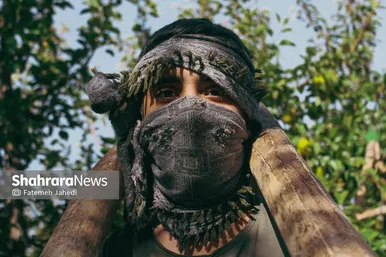 گزارش تصویری | برداشت گلابی از باغات چناران
