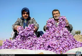 بی انگیزگی زعفران&zwnj;کاران احتمال کاهش تولید در سال جاری را به دنبال دارد