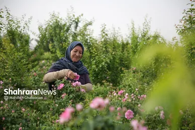 برداشت گل محمدی در روستای فرخد در نزدیکی مشهد