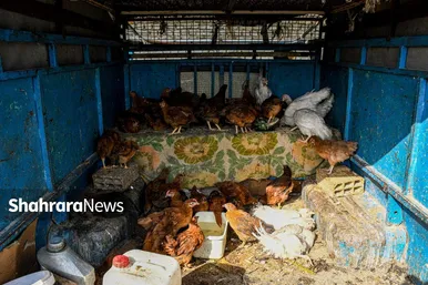 عکس‌هایی از جمعه‌بازار پرنده‌فروشان در شمال شرق مشهد