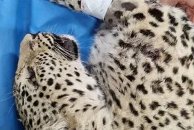 پلنگ زخمی البرز تلف شد (۲۵ اردیبهشت ۱۴۰۴)