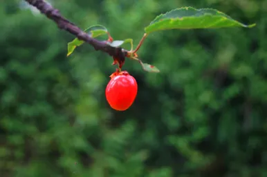 برداشت گیلاس در کشمیر