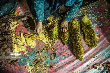 کشت و فرآوری توتون در گلستان