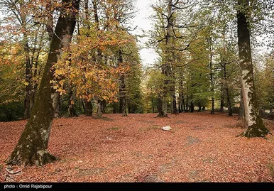 ایران زیباست؛ طبیعت پاییزی - گیلان