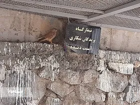یک نیم&zwnj;روز با بال شکستگان طبیعت | پرندگانی که شاید دیگر پرواز را به خود نبینند