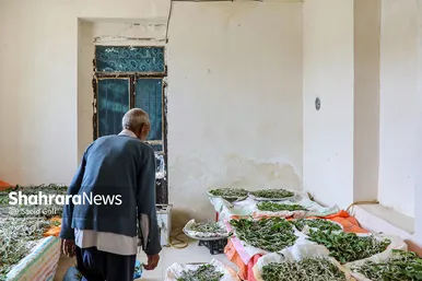ابریشم کشی در بایگ