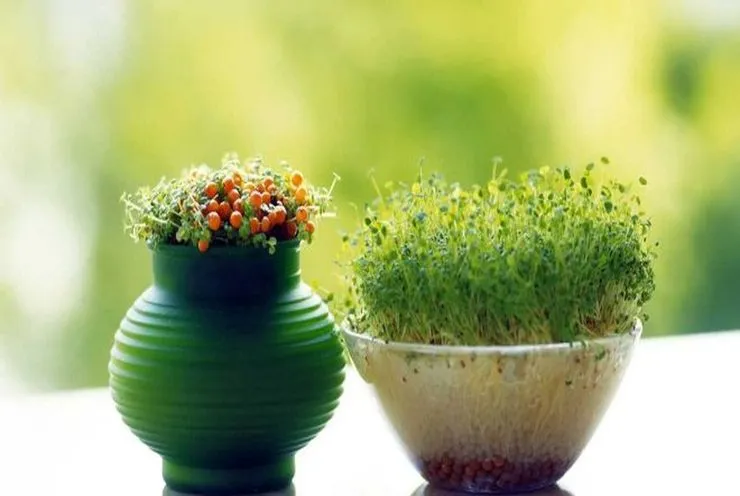راهکارهایی برای نگهداری از سبزه عید