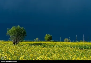 ایران زیباست | کشت کلزا در شهرستان سلسله - لرستان