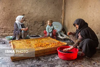 ایران زیباست | «خرو» بزرگ‌ترین تولیدکننده آلو در کشور