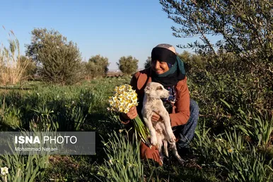 ایران زیباست | مزرعه گل نرگس - گلستان