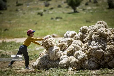 عکس‌های پشم‌چینی گوسفندان عشایر