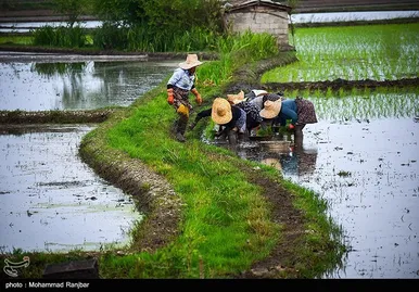 ایران زیباست | کاشت سنتی برنج در گیلان