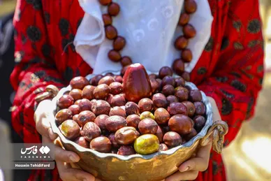 فصل برداشت محصول عناب در دل کویر