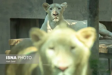 عکس‌هایی از باغ وحش بزرگ تهران
