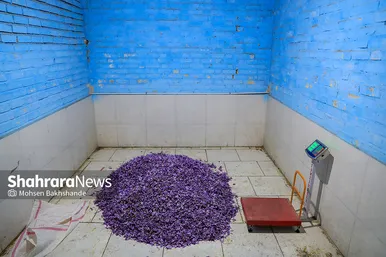 برداشت زعفران از مزارع تربت حیدریه