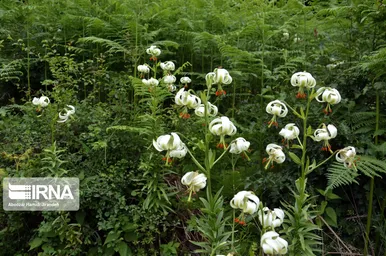 شکوفایی نادرترین گل جهان در داماش گیلان