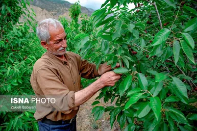 ایران زیباست | برداشت گیلاس در روستای بندبن