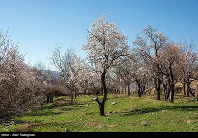 ایران زیباست | اندک اندک می‌رسد اینک بهار