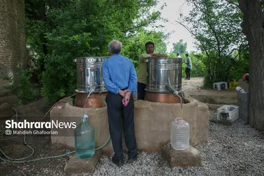برداشت گل محمدی در روستای فرخد در نزدیکی مشهد