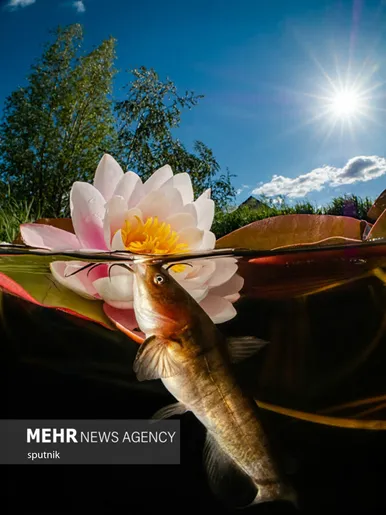برگزیدگان مسابقه عکاسی زیر آب ۲۰۲۱