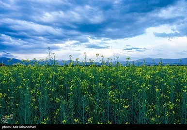 ایران زیباست | کشت کلزا در شهرستان سلسله - لرستان