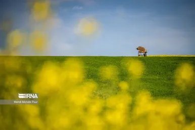 عکس‌هایی از مزارع کلزا