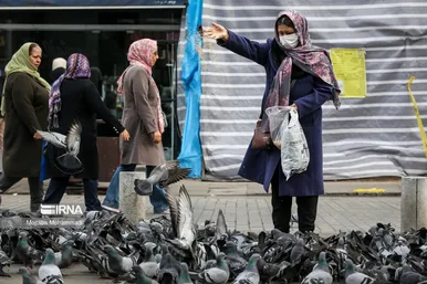 کبوترهای میدان شهرداری