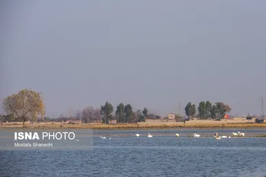 ایران زیباست | جای خالی قوهای مهاجر در تالاب سرخ‌رود