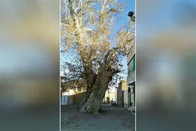 چنار &laquo;هُدک&raquo; ثبت ملی شد