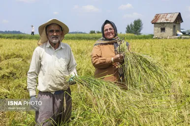 گزارش تصویری | برداشت برنج از شالیزارهای شمال - سوادکوه