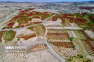 برداشت «زرشک» در روستا‌های خراسان جنوبی