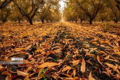 ایران زیباست | پاییز در جنگل‌های هیرکانی
